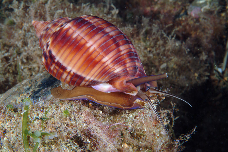 Phalium granulatum